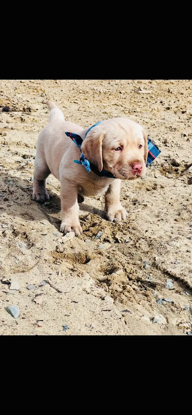 Purebred Golden Labrador Retriever Male Pup - Photo 4