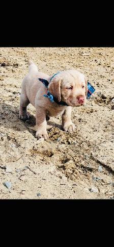 Purebred Golden Labrador Retriever Male Pup - Photo 4