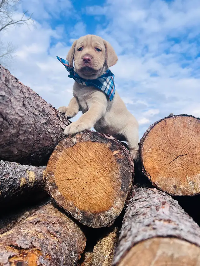 Purebred Golden Labrador Retriever Male Pup - Photo 6
