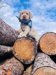 Purebred Golden Labrador Retriever Male Pup - Photo 6