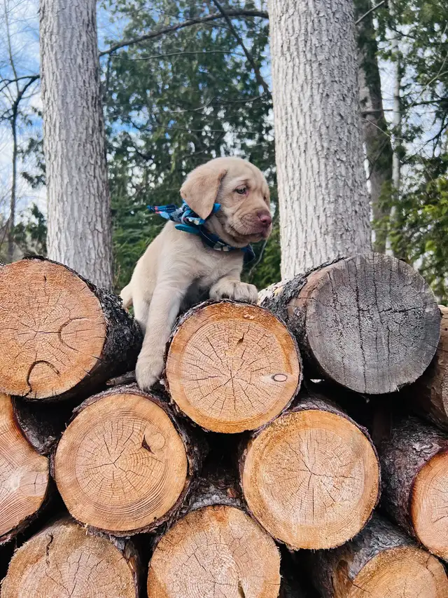 Purebred Golden Labrador Retriever Male Pup - Photo 7