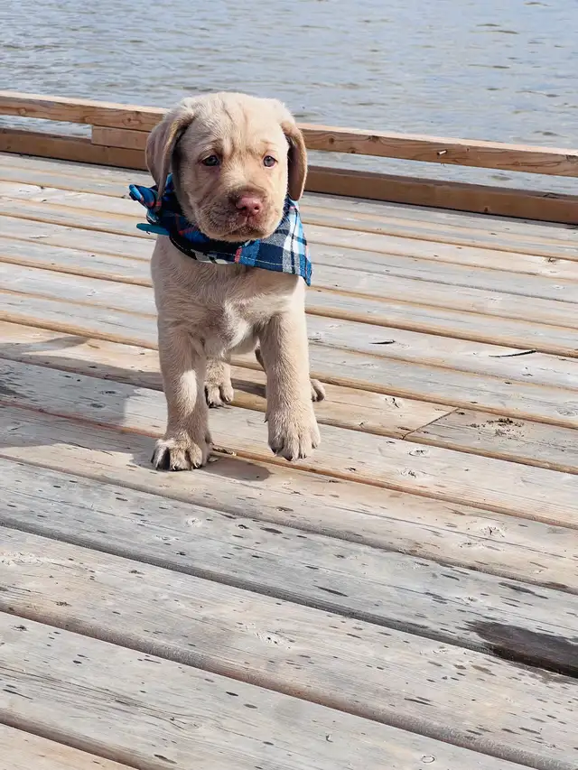 Purebred Golden Labrador Retriever Male Pup - Photo 8