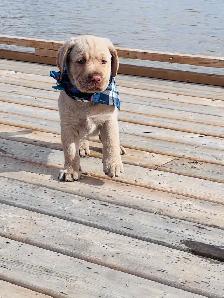 Purebred Golden Labrador Retriever Male Pup - Photo 8