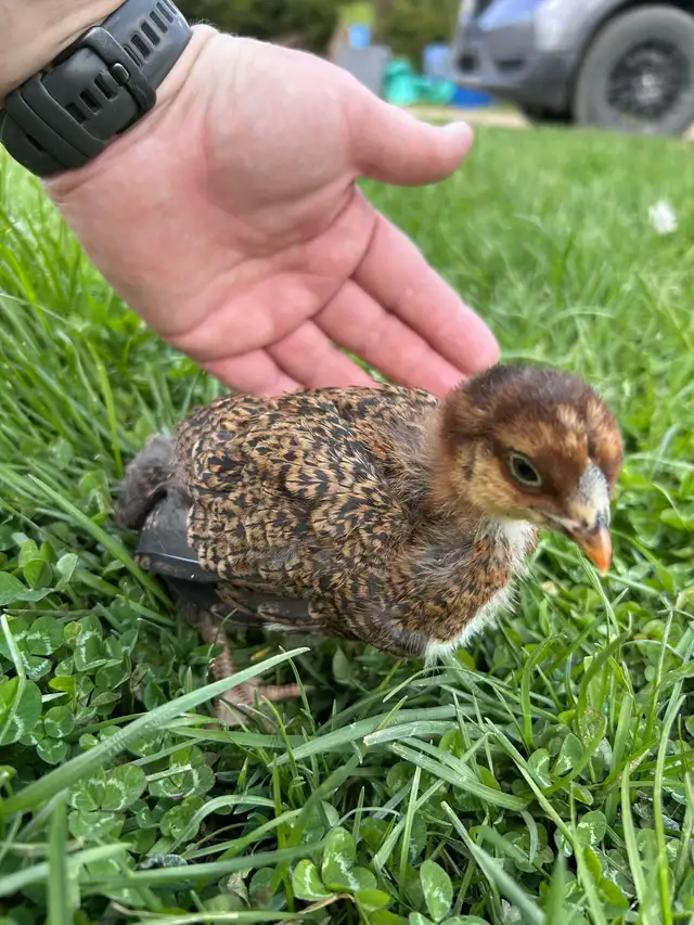 Partridge Chantecler chicks
