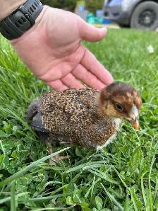 Partridge Chantecler chicks