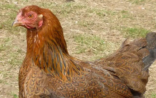 Partridge Chantecler chicks - Photo 2