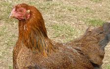 Partridge Chantecler chicks - Photo 2