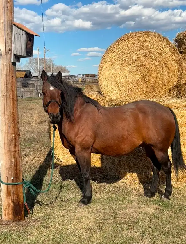 15 year old bay gelding quarter-horse for sale
