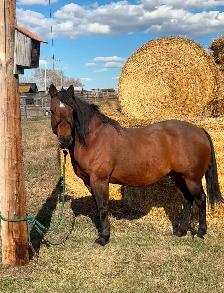 15 year old bay gelding quarter-horse for sale