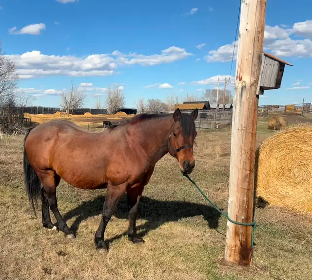 15 year old bay gelding quarter-horse for sale - Photo 2