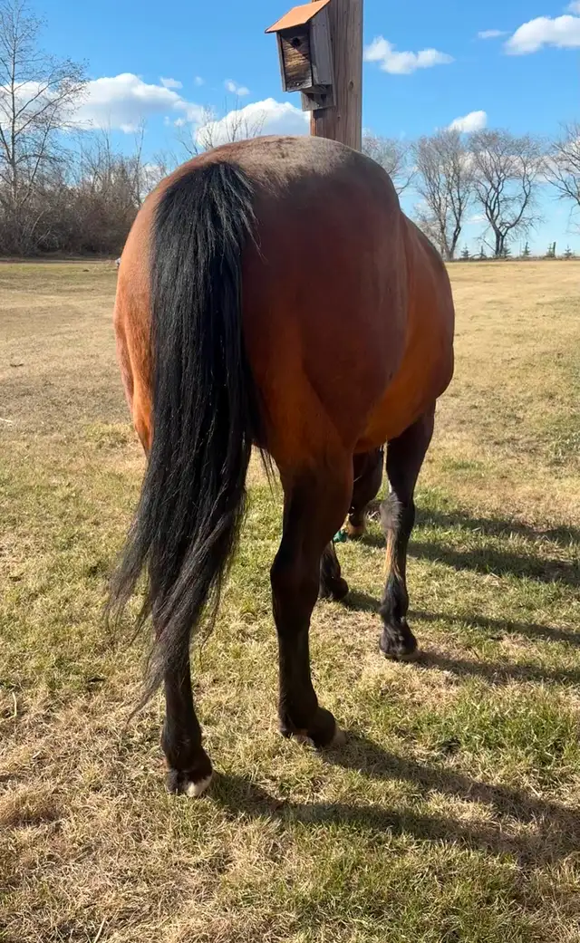 15 year old bay gelding quarter-horse for sale - Photo 3