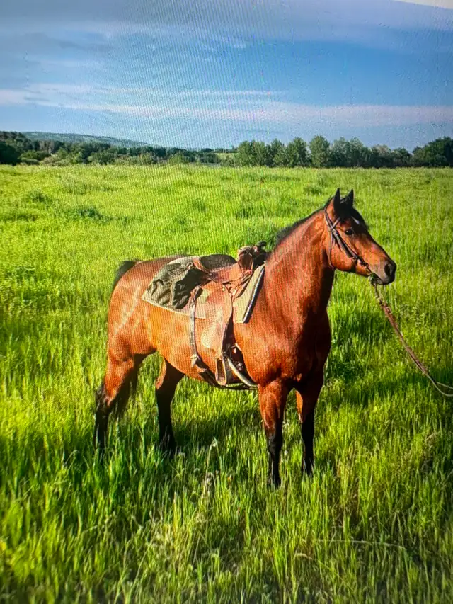 15 year old bay gelding quarter-horse for sale - Photo 4