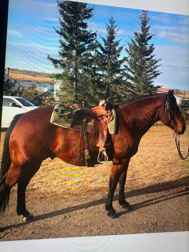 15 year old bay gelding quarter-horse for sale - Photo 5