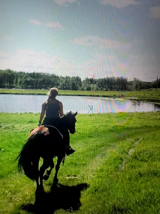 15 year old bay gelding quarter-horse for sale - Photo 6