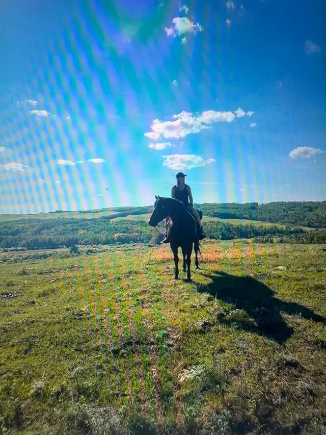 15 year old bay gelding quarter-horse for sale - Photo 7