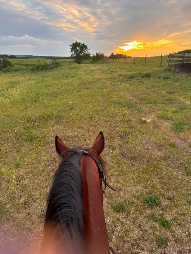 15 year old bay gelding quarter-horse for sale - Photo 8
