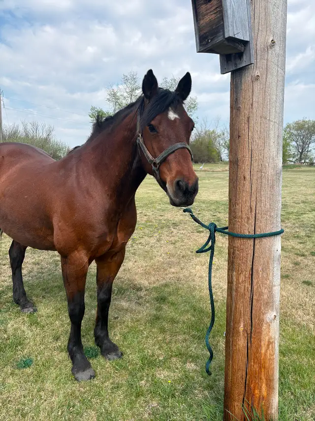 15 year old bay gelding quarter-horse for sale - Photo 9