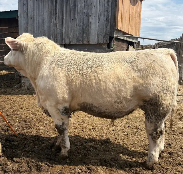 Yealing Charolais Bull