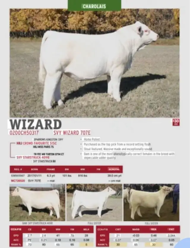 Yealing Charolais Bull - Photo 2