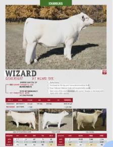 Yealing Charolais Bull - Photo 2