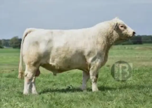 Yealing Charolais Bull - Photo 3
