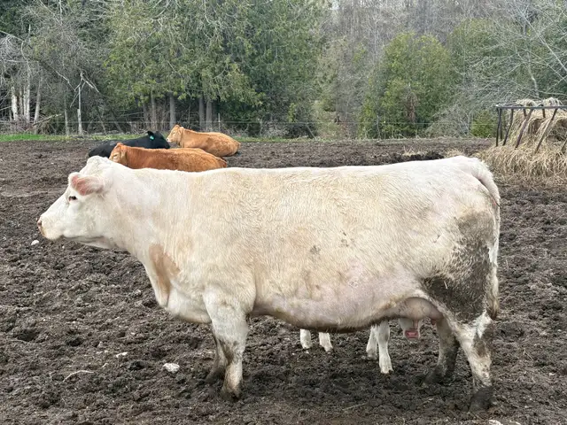 Yealing Charolais Bull - Photo 4
