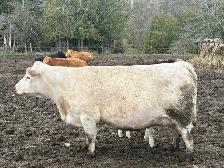 Yealing Charolais Bull - Photo 4