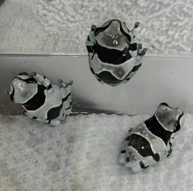 CB Amazon Milk Frogs