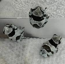 CB Amazon Milk Frogs
