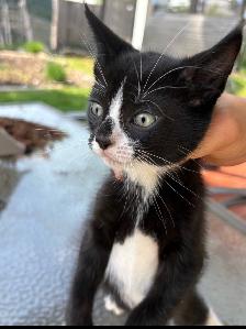 Kitten  for sales