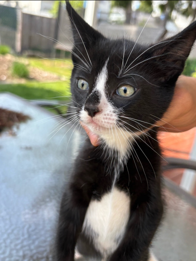 Kitten  for sales - Photo 2