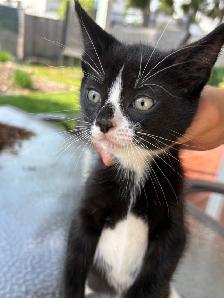 Kitten  for sales - Photo 2