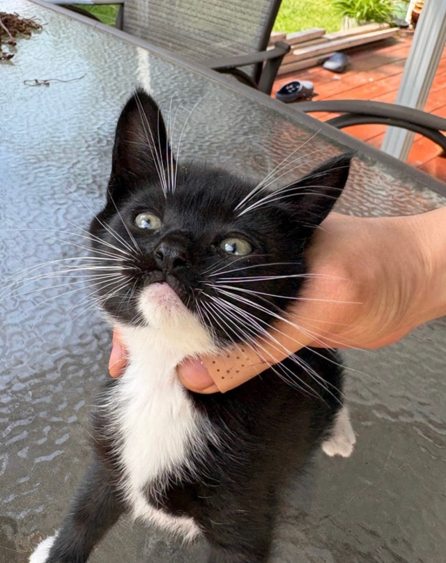 Kitten  for sales - Photo 3