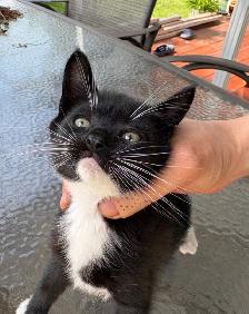 Kitten  for sales - Photo 3