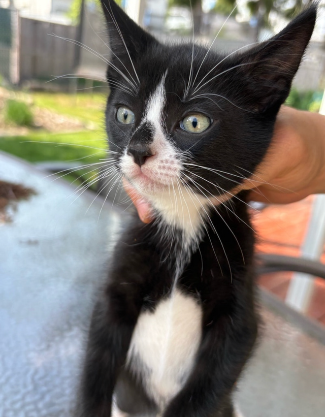 Kitten  for sales - Photo 4
