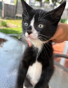Kitten  for sales - Photo 4