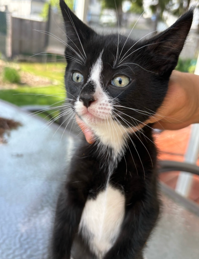 Kitten  for sales - Photo 5