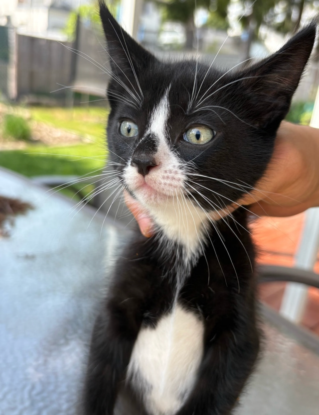 Kitten  for sales - Photo 6