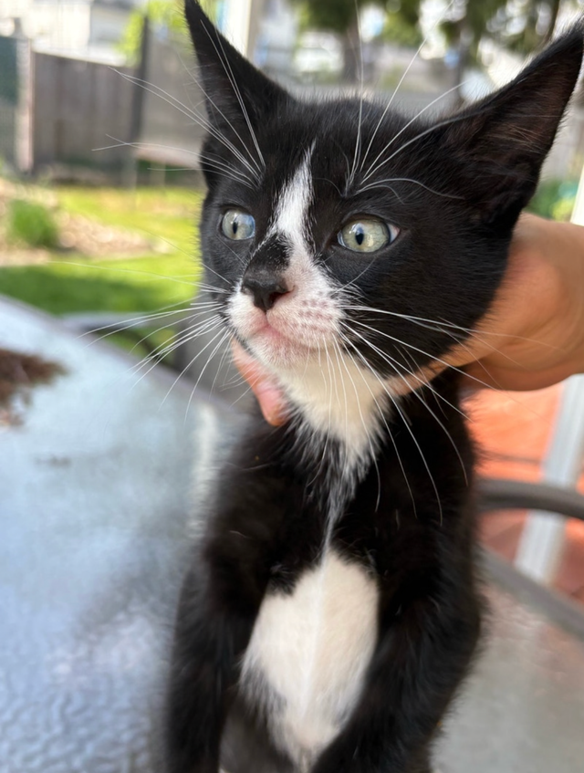 Kitten  for sales - Photo 7