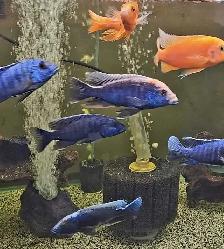 5'-6' show males on sale