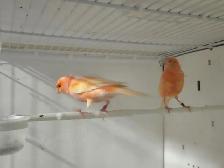 Pair of Canaries