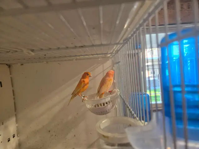 Pair of Canaries - Photo 2