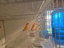 Pair of Canaries - Photo 2