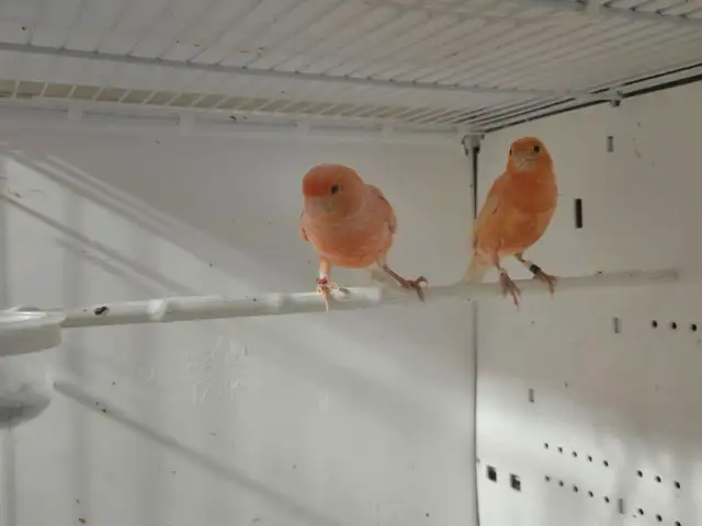 Pair of Canaries - Photo 3