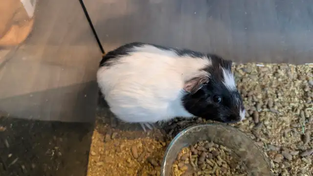 Guinea Pig