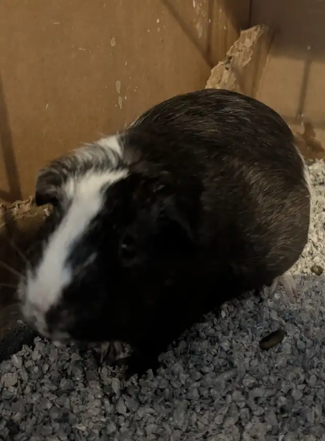 Guinea Pig - Photo 2