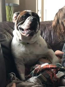 Dog training - Photo 2