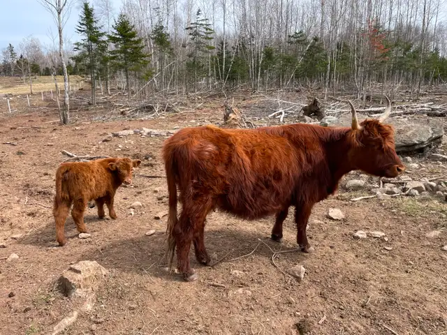 Herd reduction - Highland X cow/calf pairs
