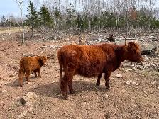 Herd reduction - Highland X cow/calf pairs