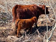 Herd reduction - Highland X cow/calf pairs - Photo 2